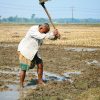 How Farmers in Punalur Are Embracing Organic Agriculture